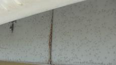 変換 ～ 現調　20220130 s様邸　外壁塗装　毛利　以前ウッドデッキ000016.jpg