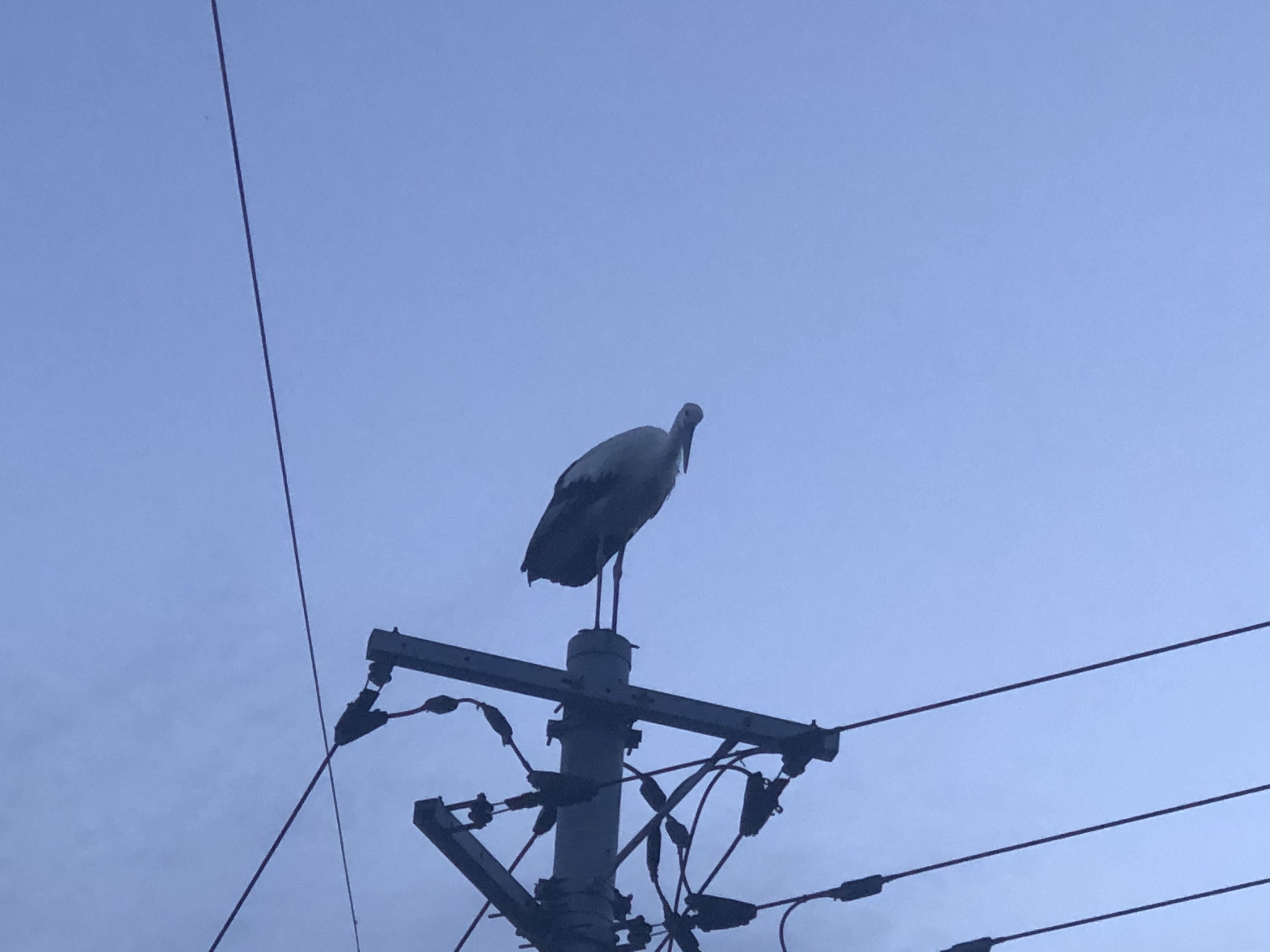 幸せの。。。。