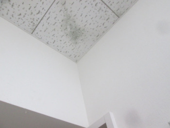 雨漏り補修お任せください☆彡①