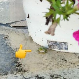 カエル♬ピョコピョコ(^^♪