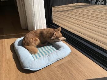 ウッドデッキ メリット デメリット 魅力的 使い方