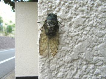 外壁になぜ虫は寄ってくる？色選びや対策方法をまとめて解説します！