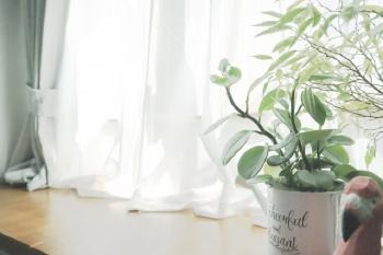 冷房 使わない 暑さ 対策 窓 換気 扇風機 打ち水 カーテン