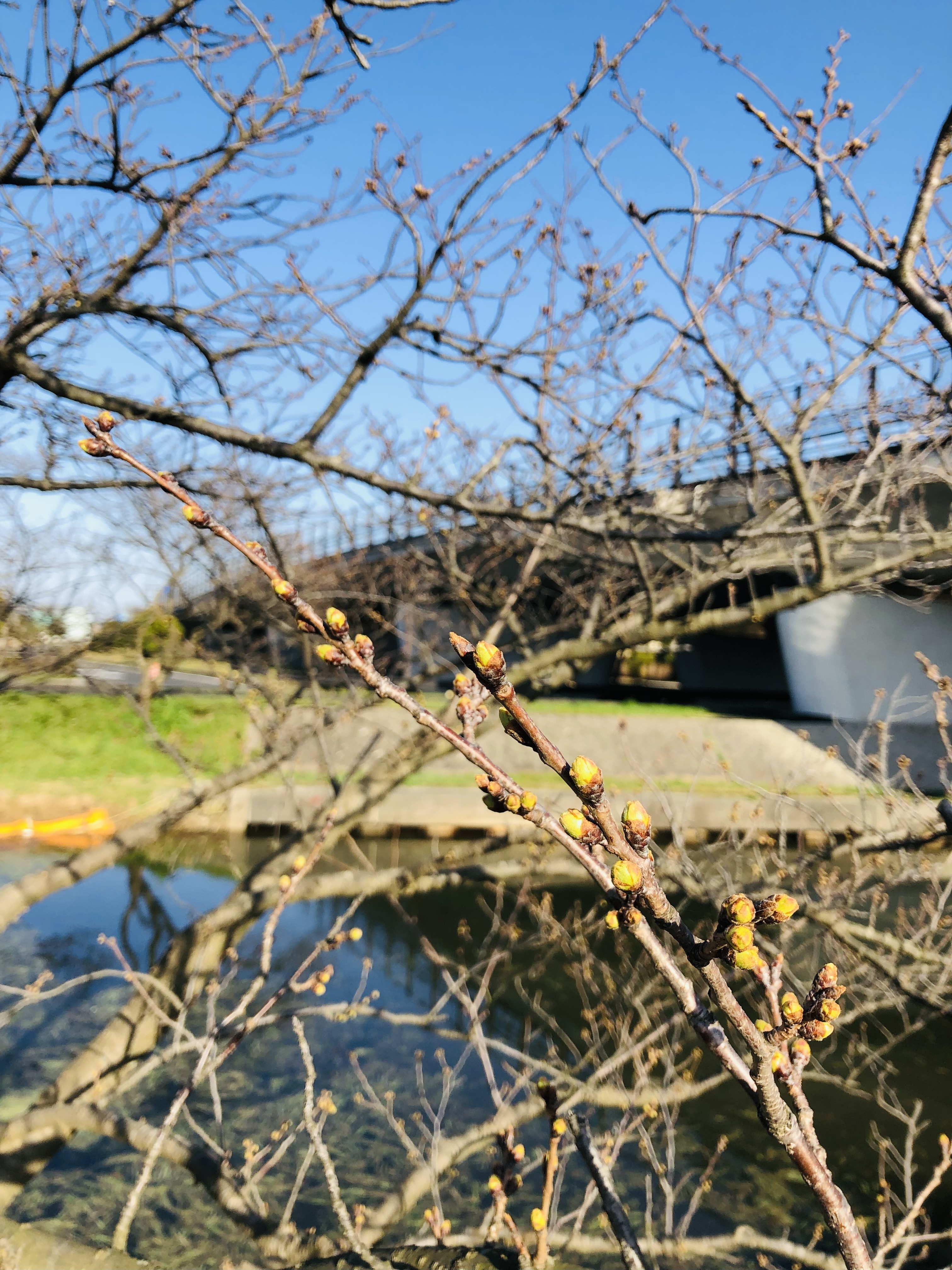 今年も！最新桜情報～松江店日記～