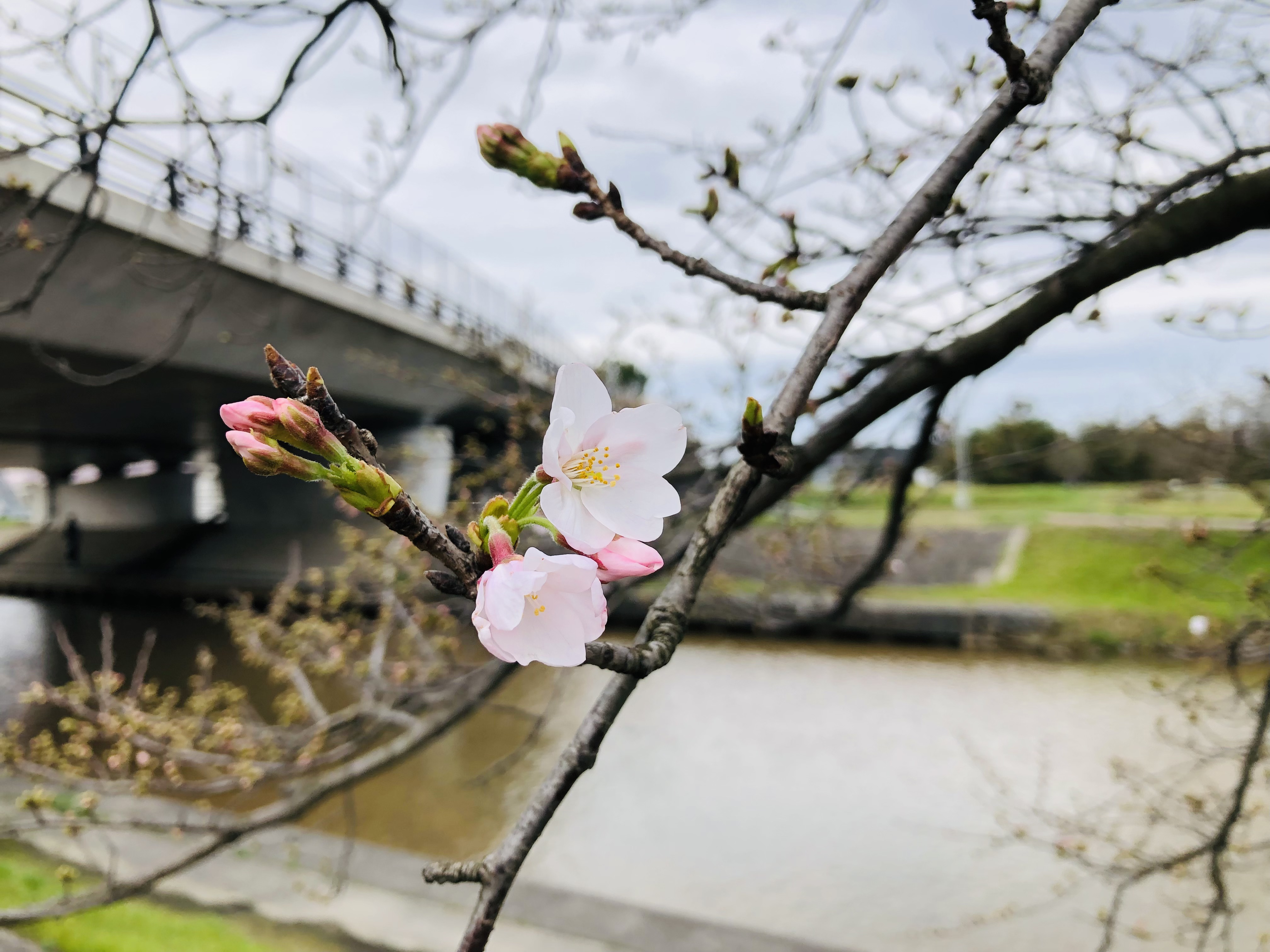 松江店より！最新！桜開花情報です！