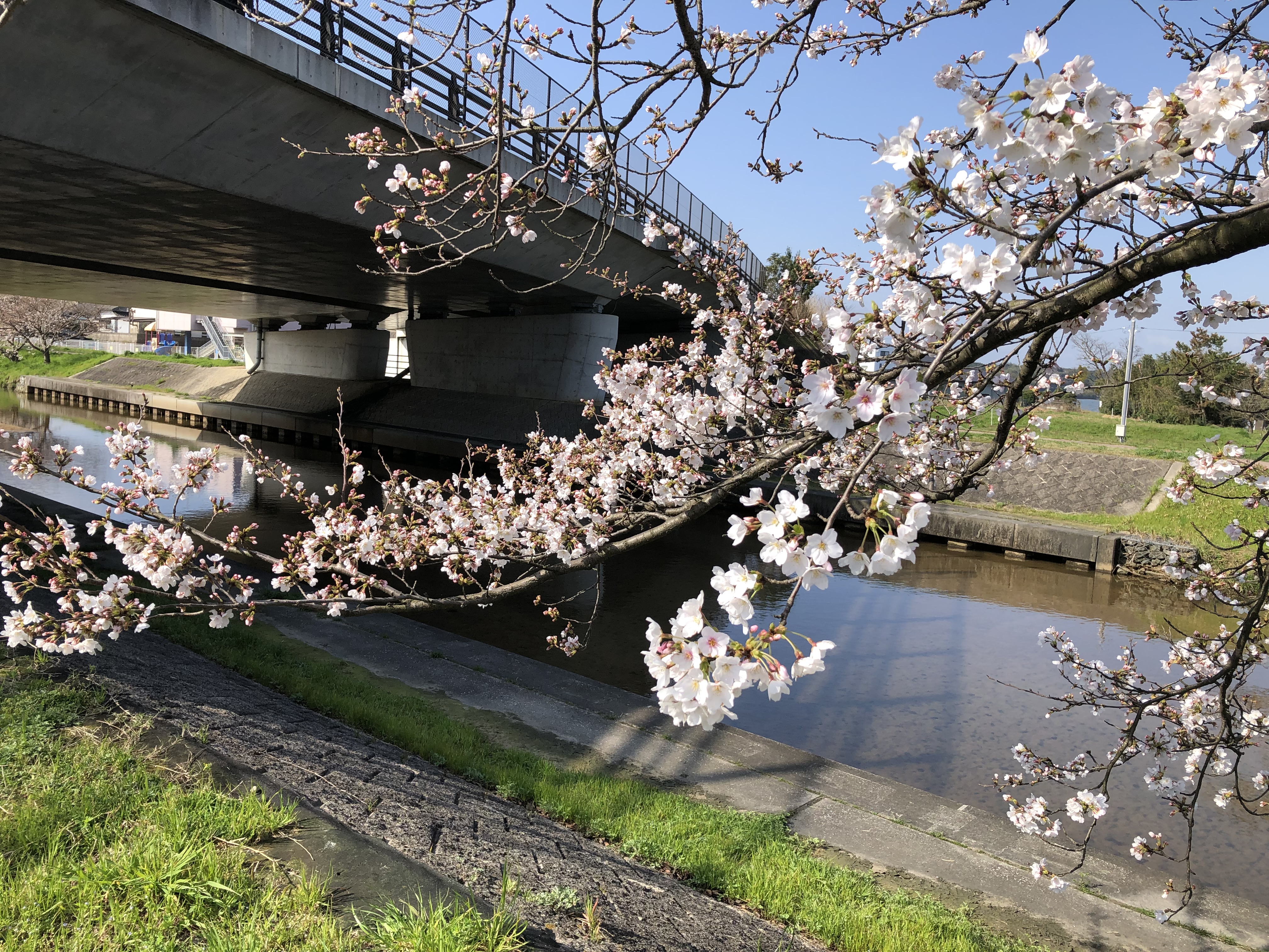 松江店より！最新！桜開花情報です！
