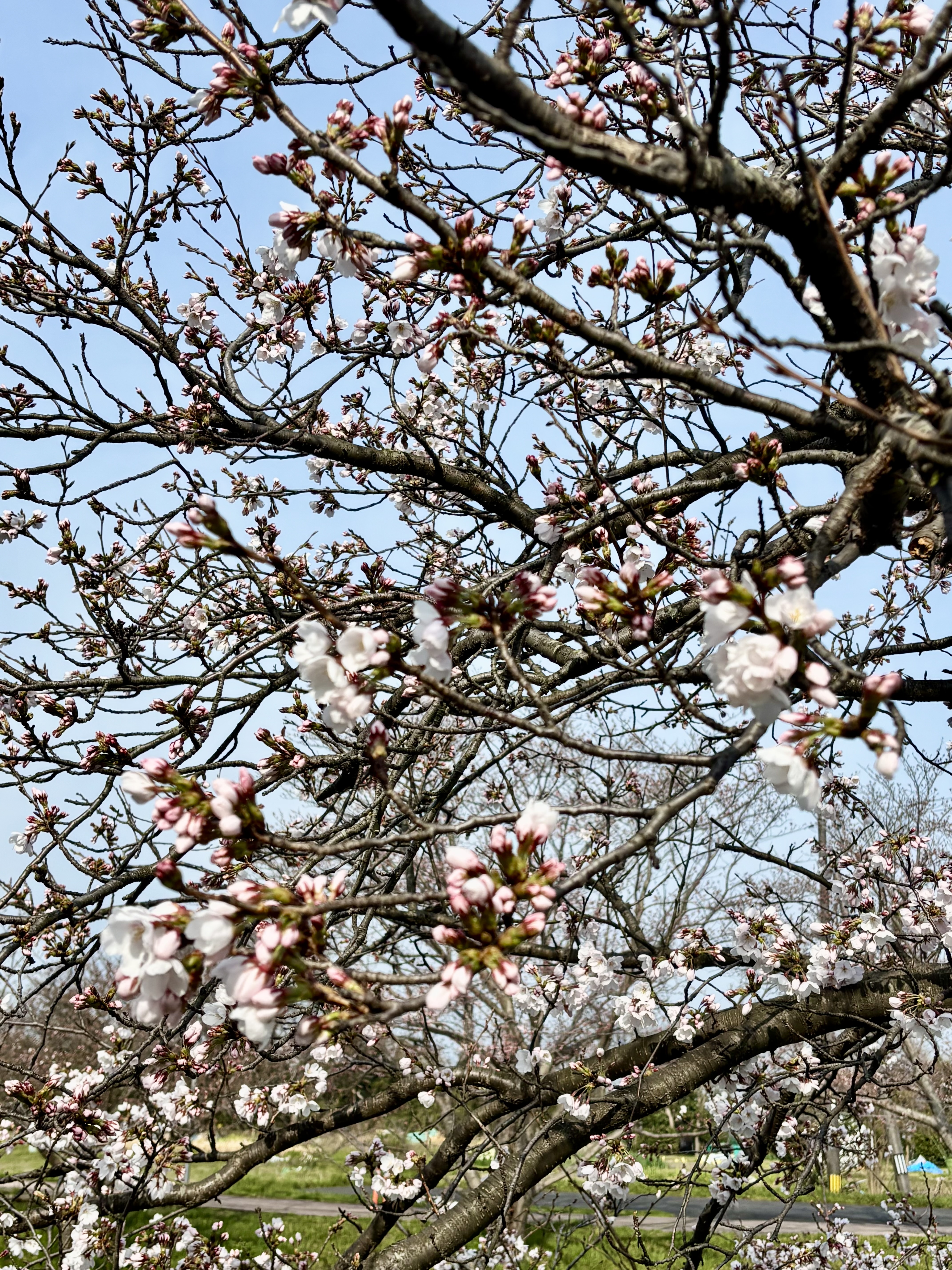 松江店より☆玉湯町の桜情報です♪